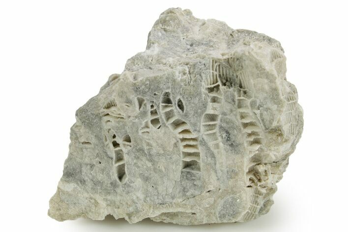 Silurian Dolostone w/ Sparkling Fossil Coral (Fletcheria) - Ohio #362650